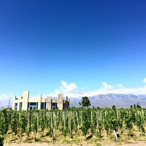 SuperUco_TheViewFromTheVines